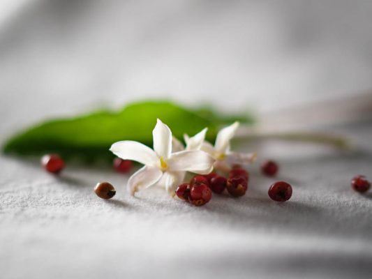 Jasmine Flower with Pink Pepper corns